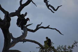 Image of Southern Ground Hornbill