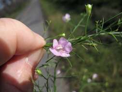 Image of green false foxglove