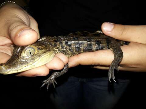 Image of Brown Spectacled Caiman