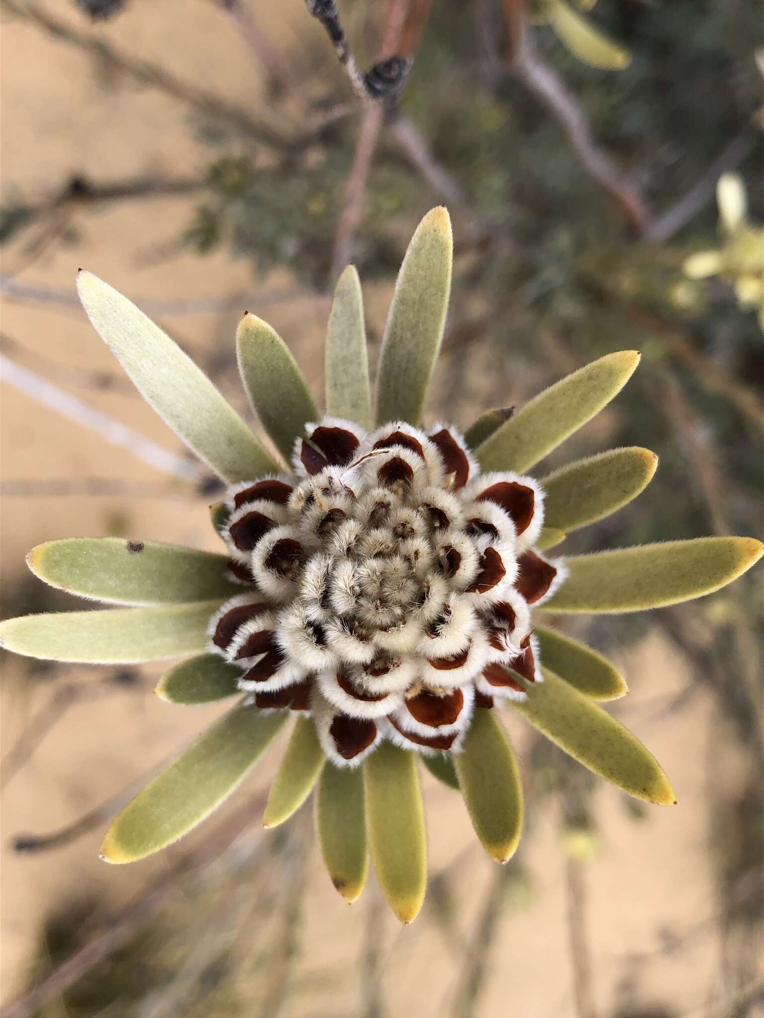 Image de Leucadendron nitidum Buek ex Meissn.