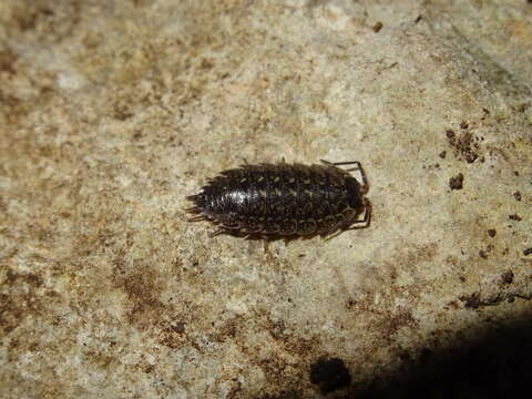 Image of Porcellio pumicatus Budde-Lund 1885