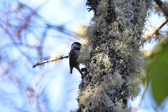 صورة Poecile rufescens rufescens (Townsend & JK 1837)