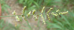 Plancia ëd Setaria sagittifolia (A. Rich.) Walp.