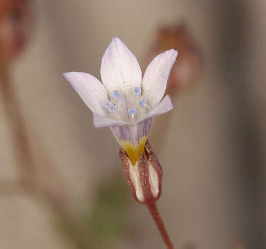 Image of volcanic gilia