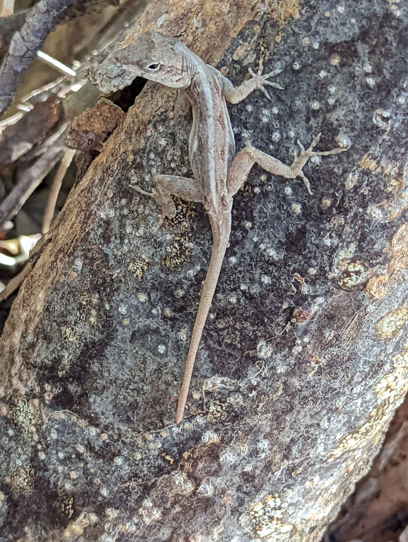 Image of Cook's Anole