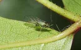 Macrosiphum (Macrosiphum) rosae (Linnaeus 1758) resmi