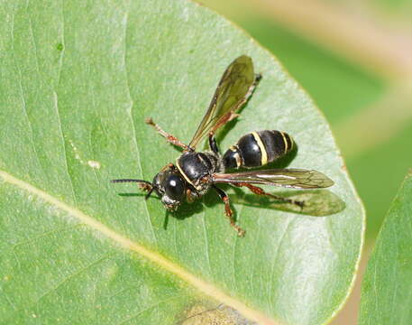 Image of Austrogorytes frenchii (R. Turner 1908)