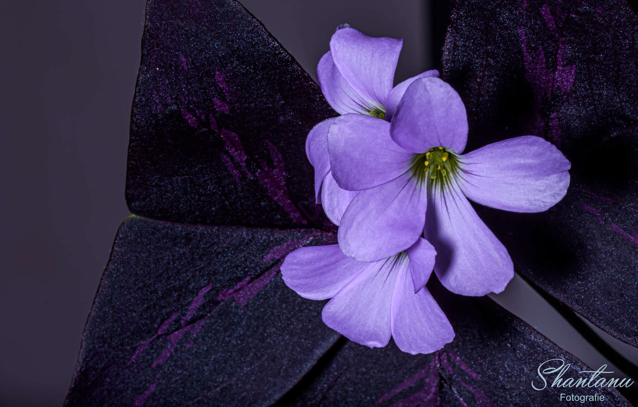 Image of Wood sorrel