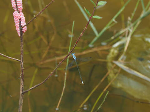 Image de Lestes praemorsus Hagen ex Selys 1862