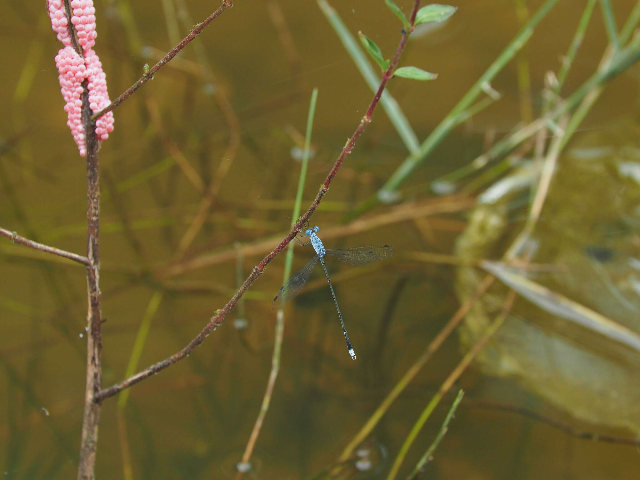 Слика од Lestes praemorsus Hagen ex Selys 1862