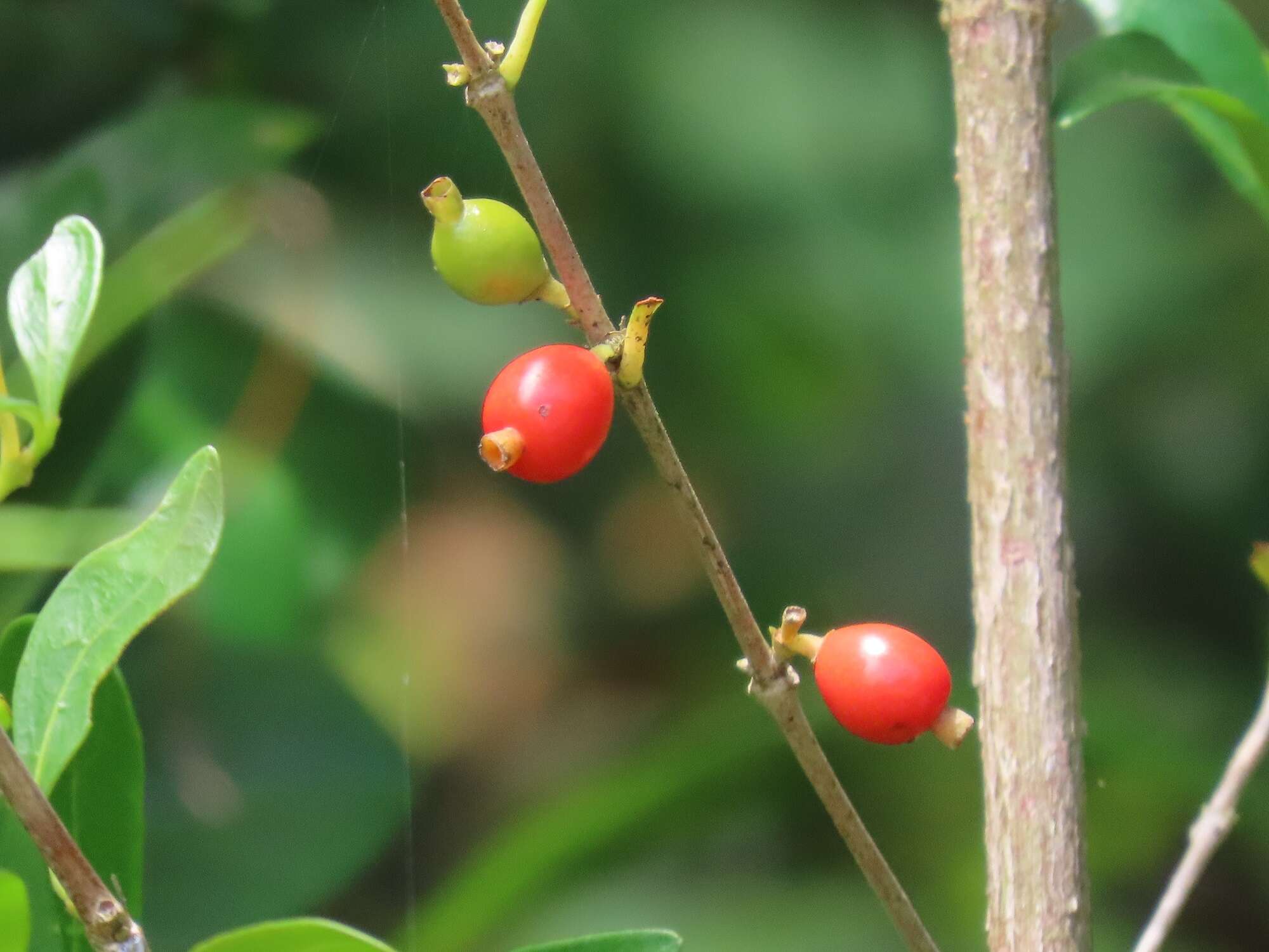 Image of Tricalysia delagoensis Schinz