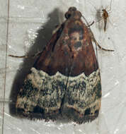 Image of Ozarba hemiochra Hampson 1910