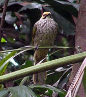 Image of Straw-crowned Bulbul