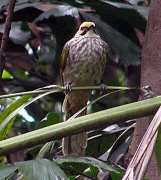 Image of Straw-crowned Bulbul