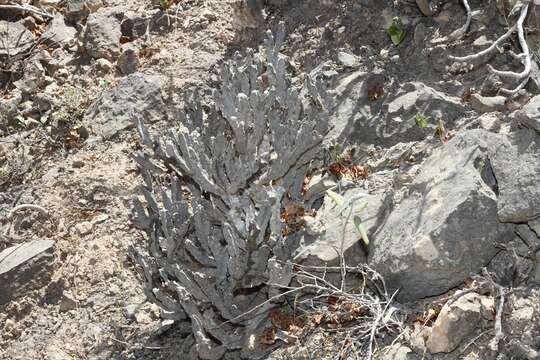 Image de Ceropegia arabensis Bruyns