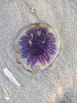 Image of Blue Jellyfish