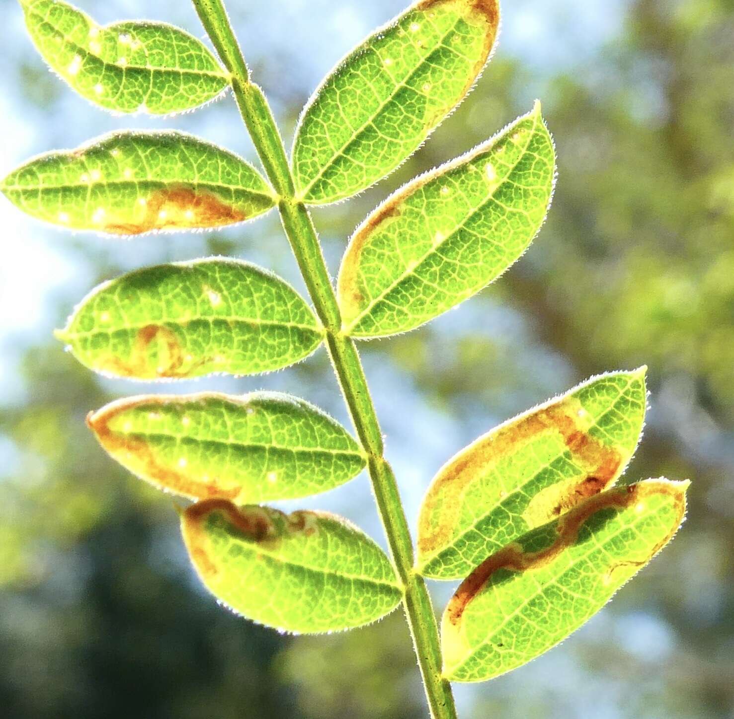 Image of Jacaranda leafminer