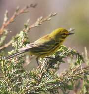 Image of Prairie Warbler