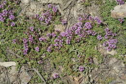 Image of Thymus linearis Benth.