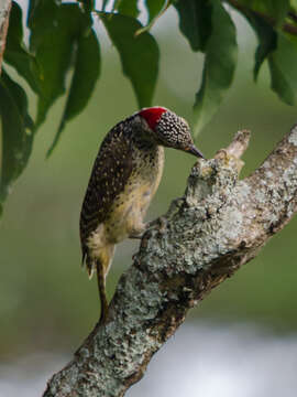 Image of Nubian Woodpecker