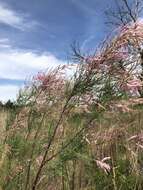 Image of five-stamen tamarisk