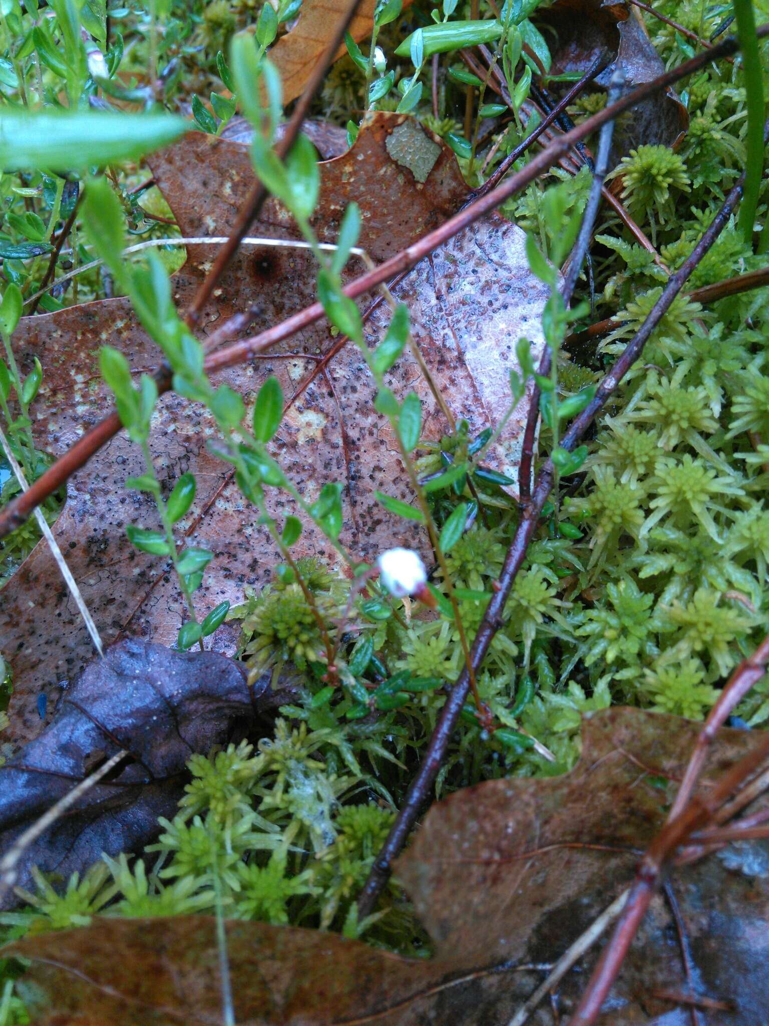 Image of Bog Cranberry