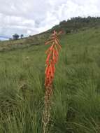 Image of Kniphofia laxiflora Kunth