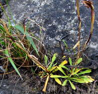 Image of Disa maculata L. fil.