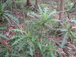 Imagem de Sonchus congestus Willd.