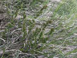 Image of Newfoundland dwarf birch