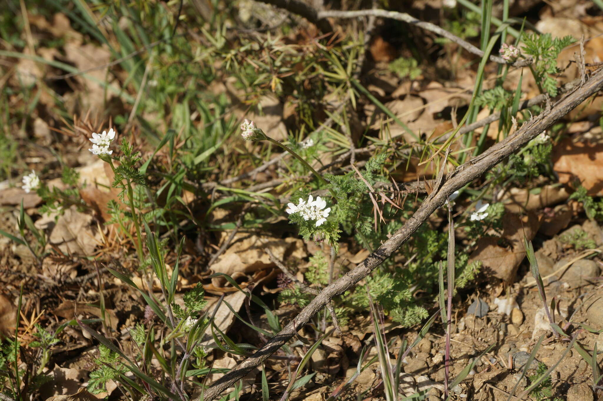 صورة Orlaya daucoides (L.) Greuter