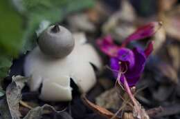 Image of Sessile Earthstar