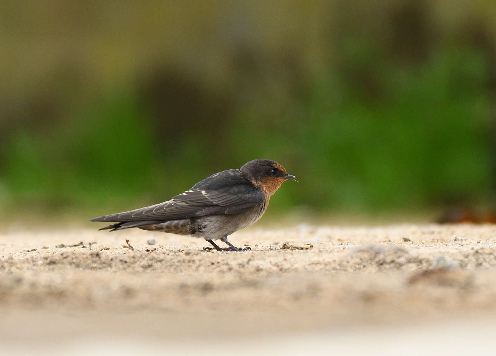 Image of Hill Swallow