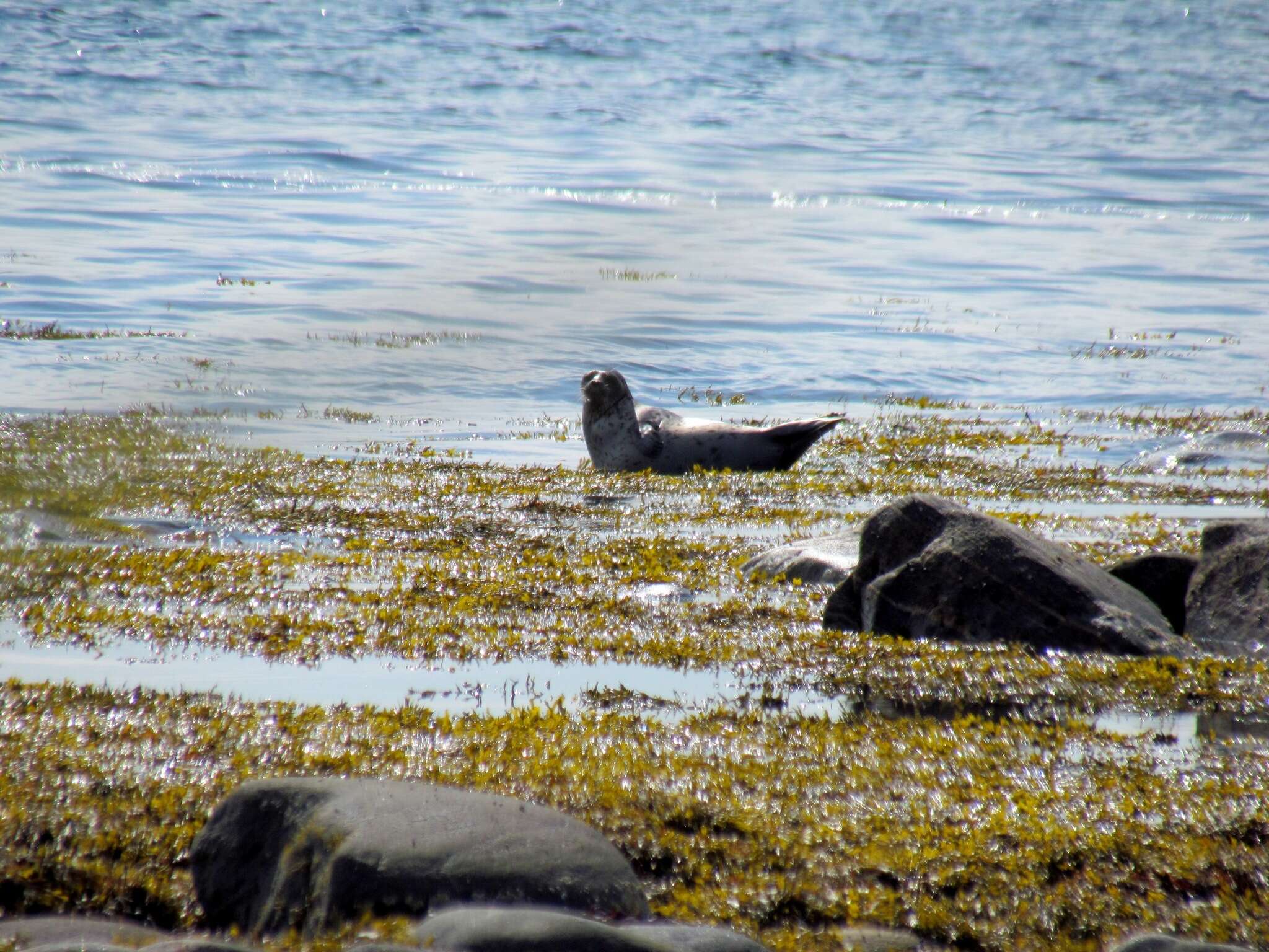 Image of Arctic ringed seal