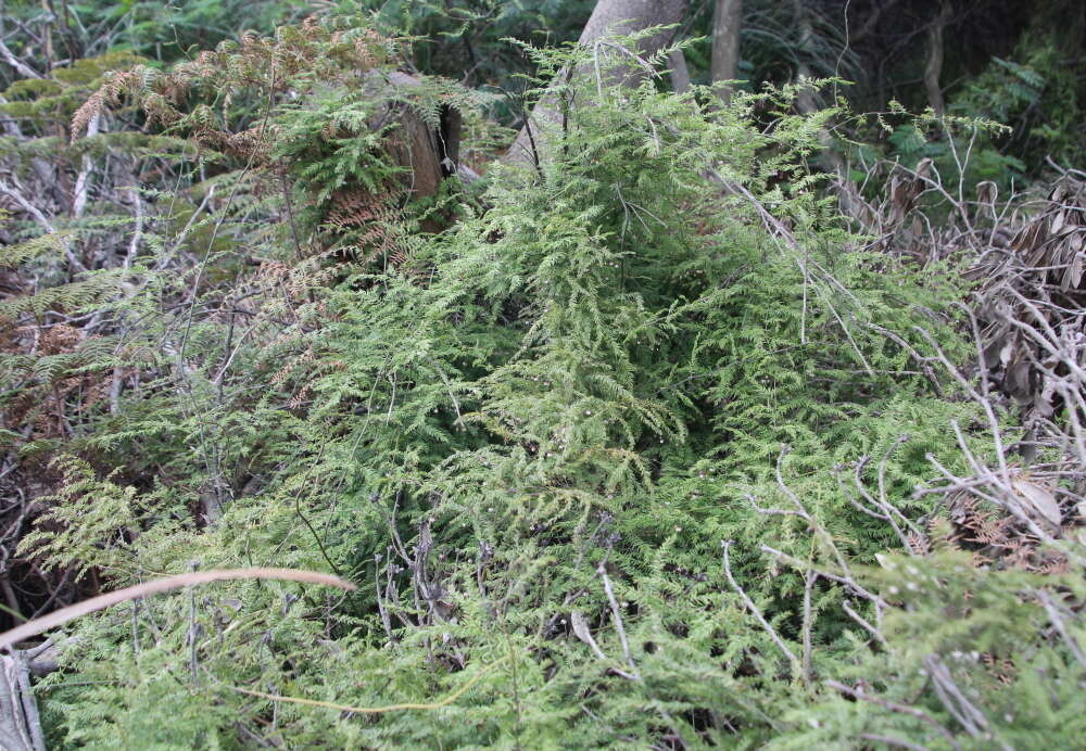 Image of Asparagus scandens Thunb.