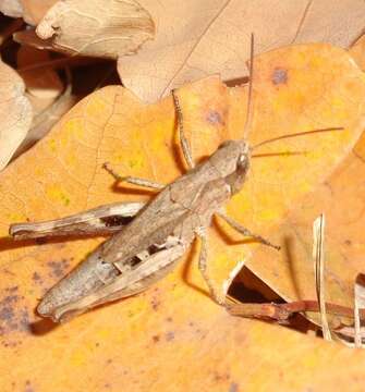 Image de Chorthippus (Glyptobothrus) macrocerus (Fischer von Waldheim 1846)