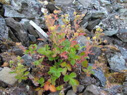 Image de Potentilla asperrima Turcz.