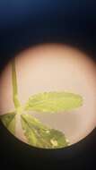 Image of <i>Trifolium variegatum</i> var. <i>geminiflorum</i>