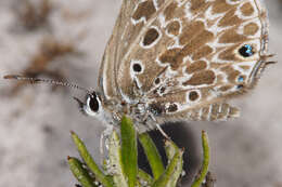 Image of Lepidochrysops trimeni (Bethune-Baker 1922)