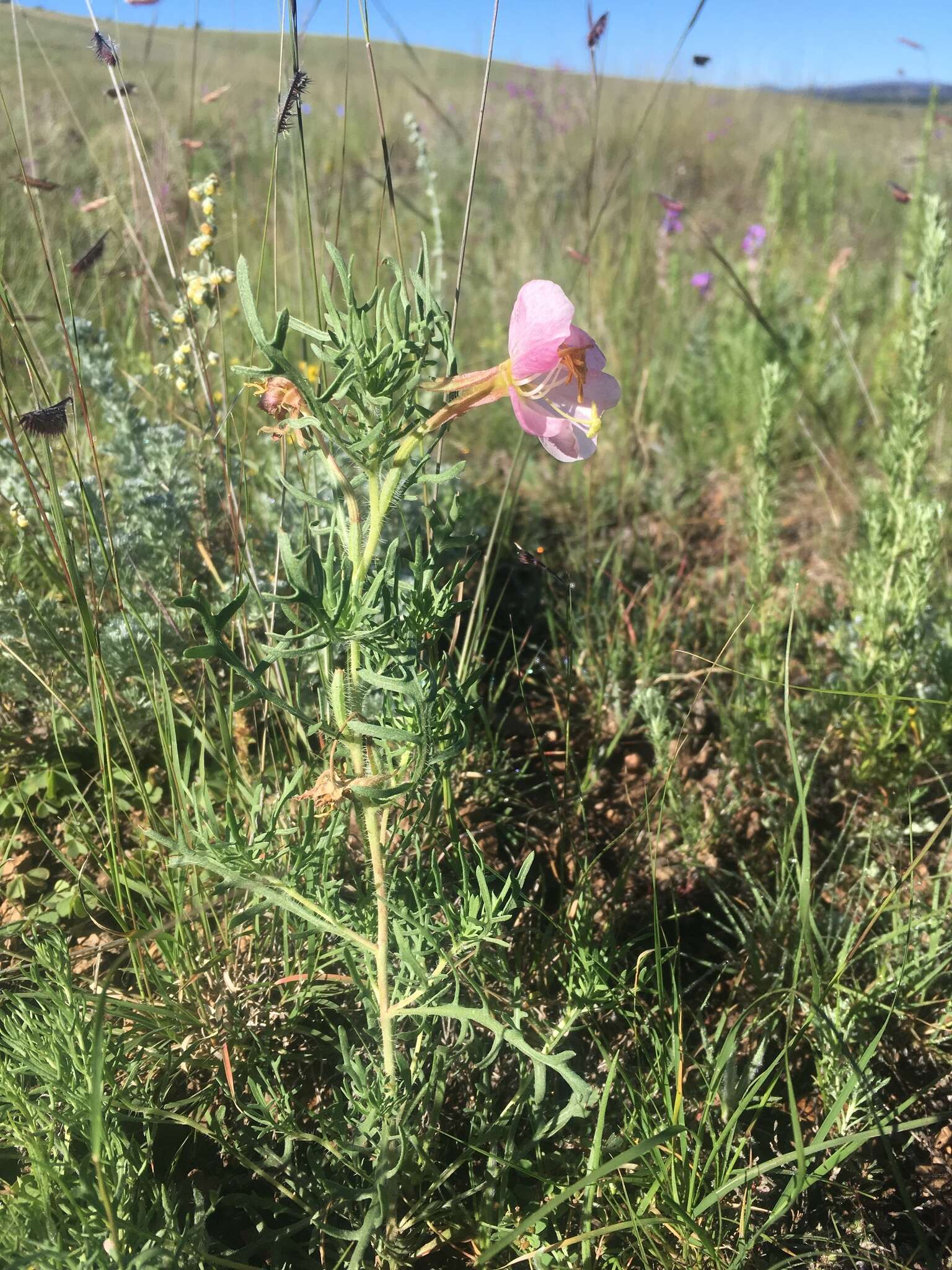 Imagem de Oenothera coronopifolia Torr. & Gray