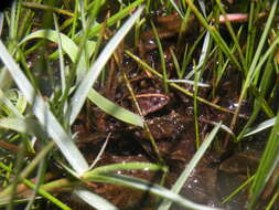 Image of Hensel’s Swamp Frog