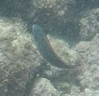 Image of Belted wrasse