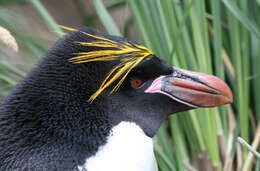 Image of Macaroni Penguin