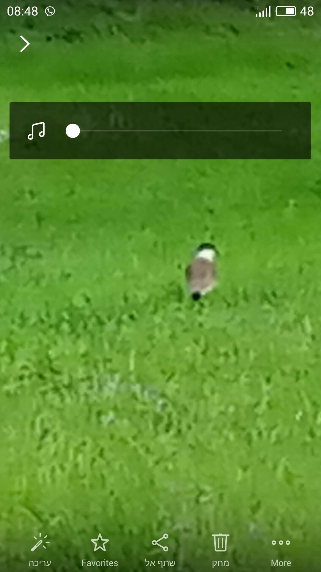 Image of spur-winged lapwing