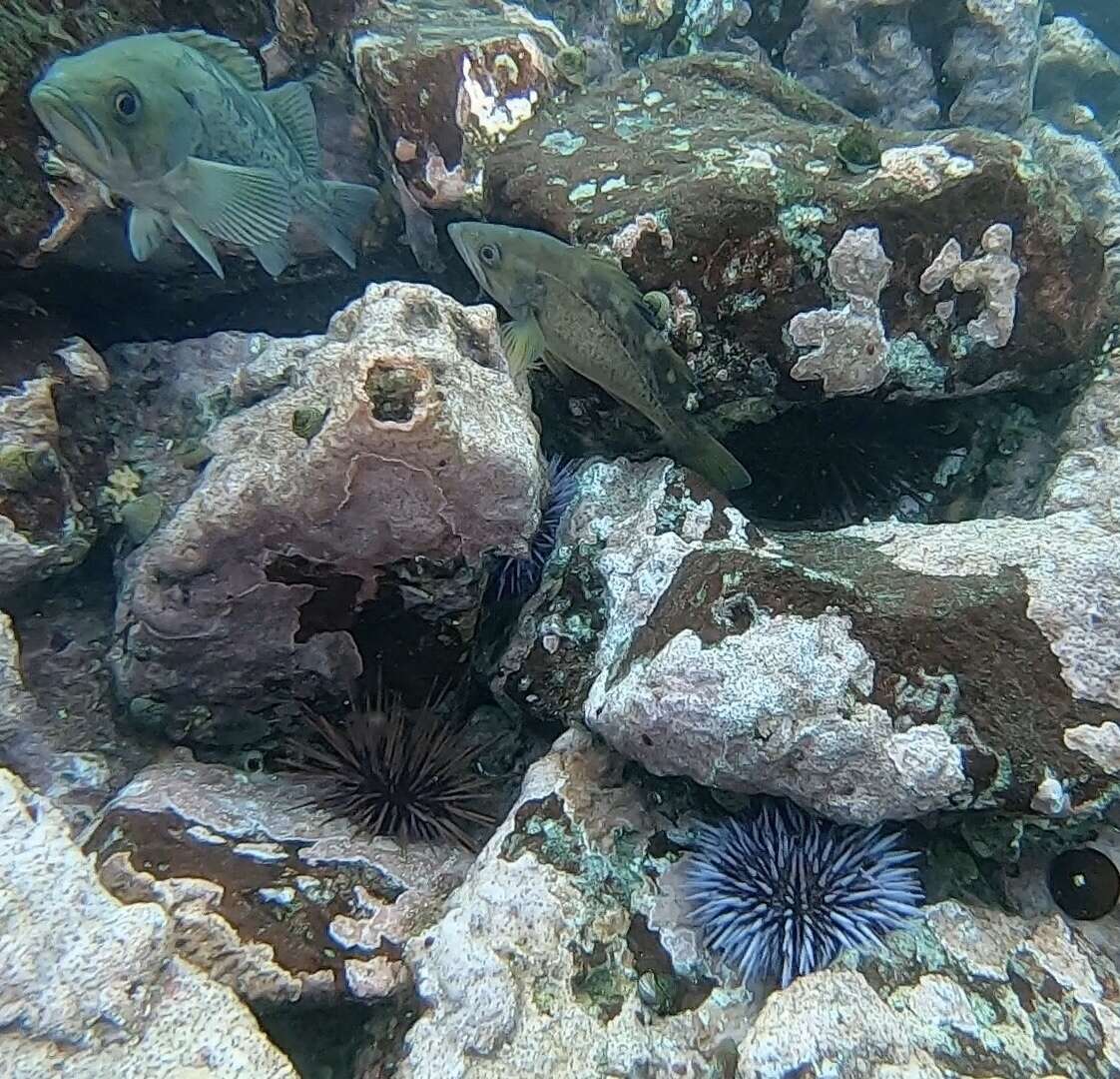 Image of Yellowtail rockfish