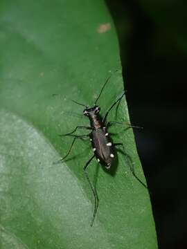 Image of Cylindera (Ifasina) decolorata (W. Horn 1907)