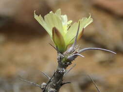 Image of Monsonia camdeboensis (Moffett) F. Albers