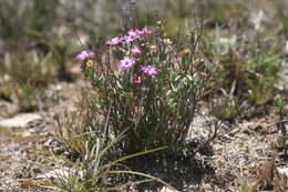 Ruschia congesta (Salm-Dyck) L. Bol. resmi