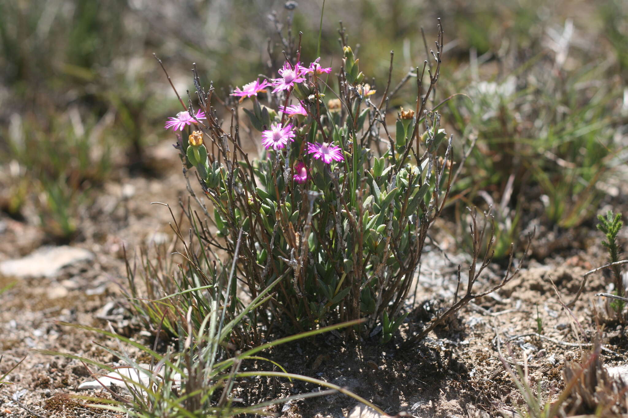 Ruschia congesta (Salm-Dyck) L. Bol. resmi