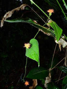 Image of Gurania reticulata Cogn.